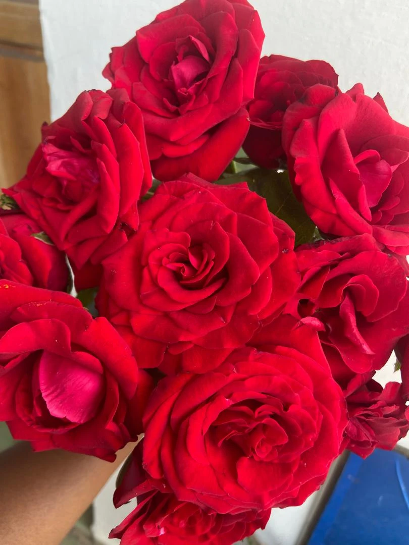 ROSA ROJA NACIONAL SELECTA's foto | Floristería Astra Bloom |  BizneCubano